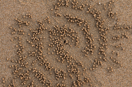 Sand balls of sand bubbler crab on sandy beach