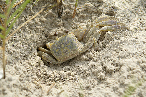Sand crab stock photo