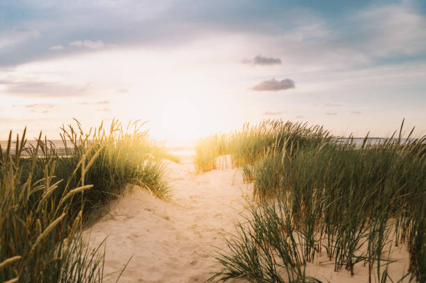 Sand dune in the sunlight Sand dune Landscape Island of Sylt, Schleswig-Holstein, Germany low tide stock pictures, royalty-free photos & images
