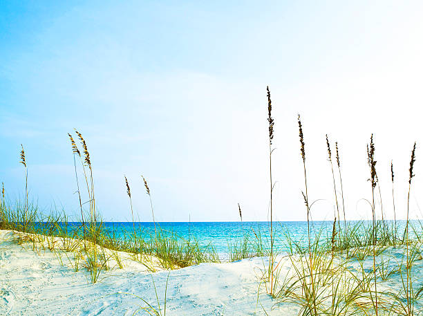 Sand Dunes Sand dunes and sea grass at the ocean. florida beaches stock pictures, royalty-free photos & images