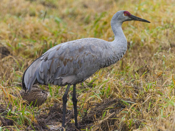 Sandhill Crane Standing in Grass Wetland Area stock photo