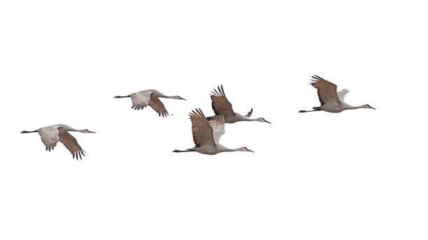 Sandhill Cranes Flying on a White Background Sandhill cranes fly across in skein formation a white background heron family stock pictures, royalty-free photos & images