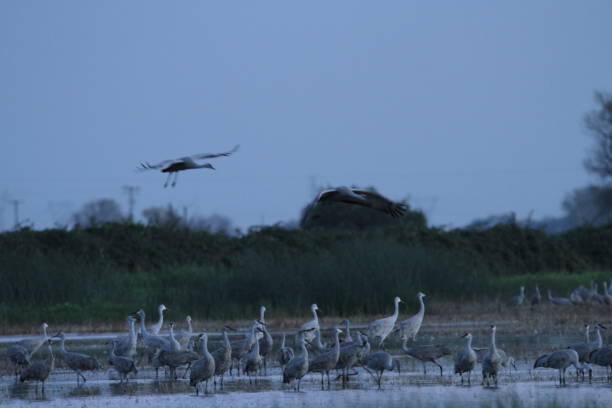 View of sandhill cranes in nature