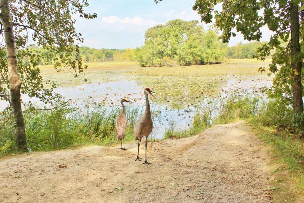 Sandhill cranes near the water's edge stock photo