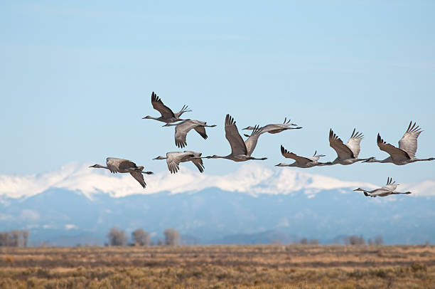 Sandhill Cranes Over Monte Vista, Colorado "Sandhill cranes stop over each March in Monte Vista, Colorado as they migrate from New Mexico to Idaho.  The flock of 20,000 birds rests here and replenishes carbohydrates before completing their journey." animal migration stock pictures, royalty-free photos & images