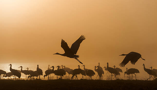 Sandhill cranes stock photo