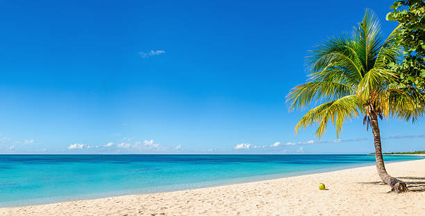 Sandy beach with coconut palm, Caribbean Island stock photo