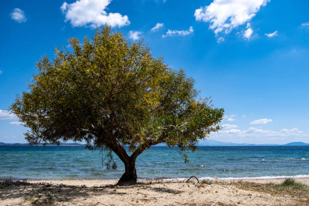 Sandy beach with tamarisk, tamarix or salt cedar tree. Blue sky background. Greek island sandy beach with shade from a yellow blooming tree at seaside sunny day. Summer destination Greece. Where clear blue sky meets blue calm sea tamarix tree stock pictures, royalty-free photos & images