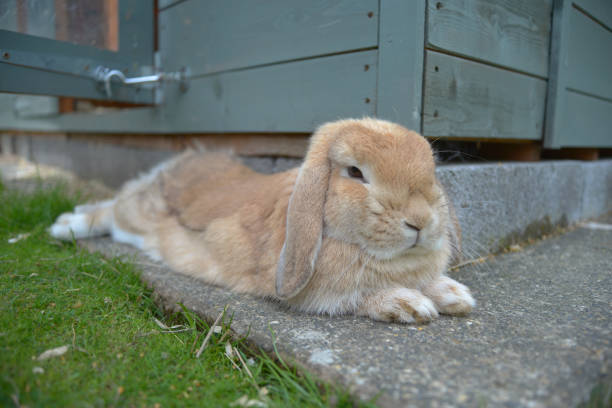 sandy orange lop kanin ligger avslappnad på stenplatta för att svalna bredvid hennes kricka skjul. - dwarf rabbit bildbanksfoton och bilder