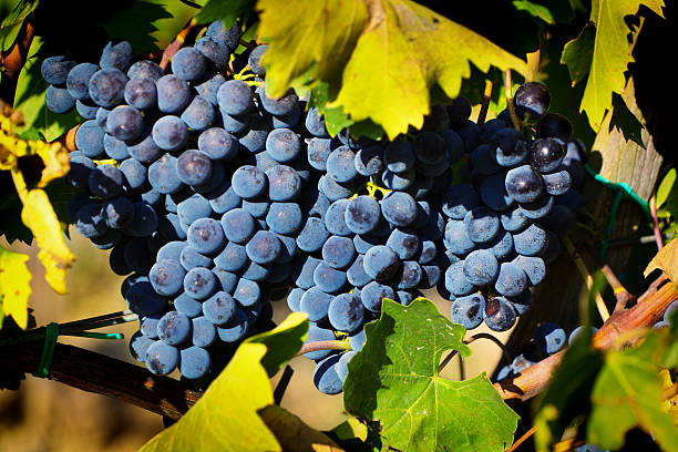 Sangiovese Grape Brunch Ripe for Making Chianti Wine stock photo