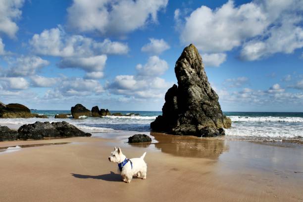 Sango Bay, Durness West Highland Terrier at Sango Bay, Scotland caithness stock pictures, royalty-free photos & images