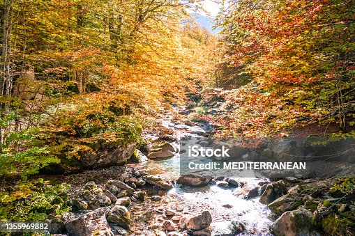 istock Sansanet Sansannet beech forest in Autum in Pyrenees Aspe Valley 1355969882