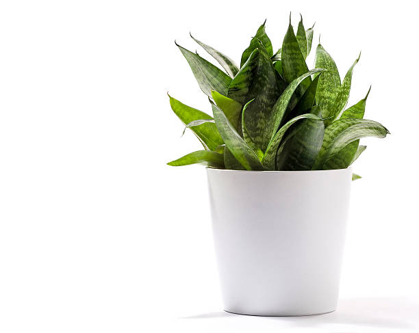 Potted Plant  Pictures Images and Stock Photos iStock