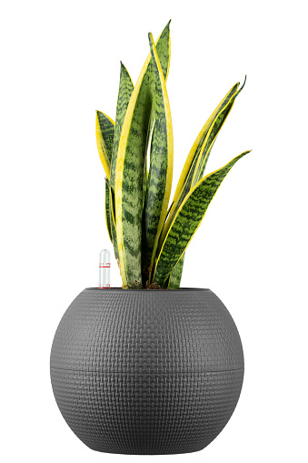 Sansevieria trifasciata isolated on white background. Indoor plants in a pot. File contains clipping path.
