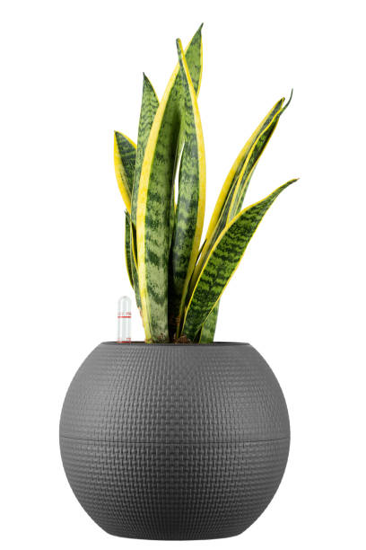 Sansevieria trifasciata isolated on white background. Indoor plants in a pot. stock photo