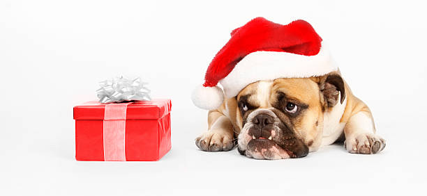Santa bulldog wants to open his present stock photo