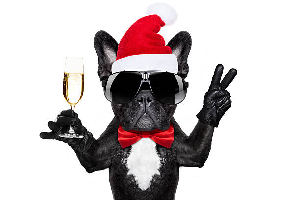 santa claus christmas dog santa claus french bulldog dog toasting xmas cheers with champagne glass and victory or peace fingers, for christmas holidays  isolated on white background happy new year dog stock pictures, royalty-free photos & images