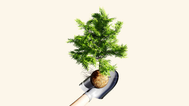 Sapling with a clay ball on the shovel stock photo