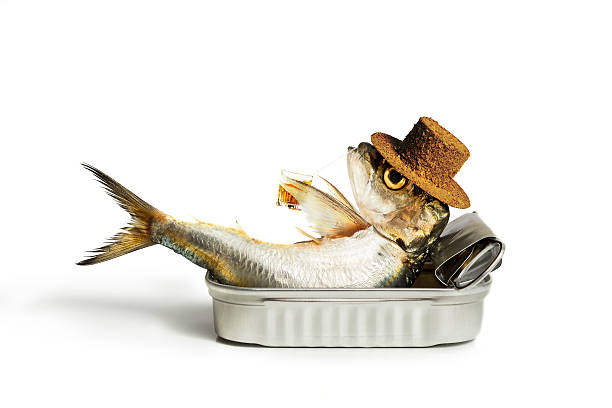 Sardine chilling out stock photo