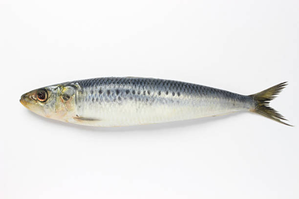 sardine stock photo