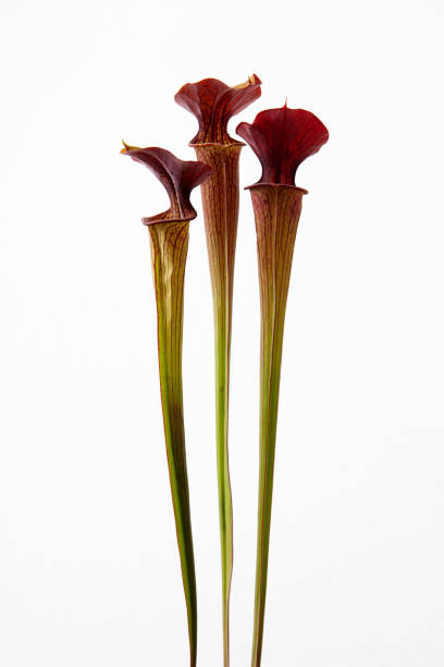 Sarracenia standing straight Sarracenia standing straight on white background carnivorous plant stock pictures, royalty-free photos & images