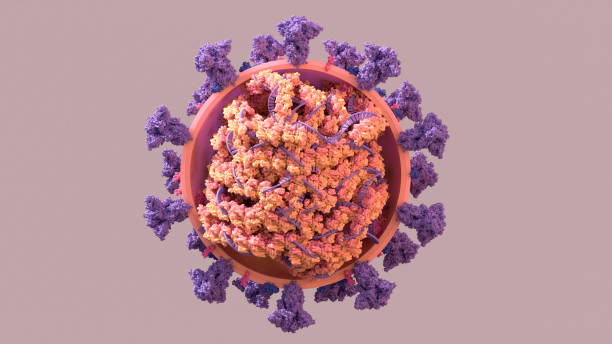 sars-cov-2, estructura del genoma coronavirus una hebra retorcida de arn es el plano que el virus utiliza para replicar. - covid variant fotografías e imágenes de stock