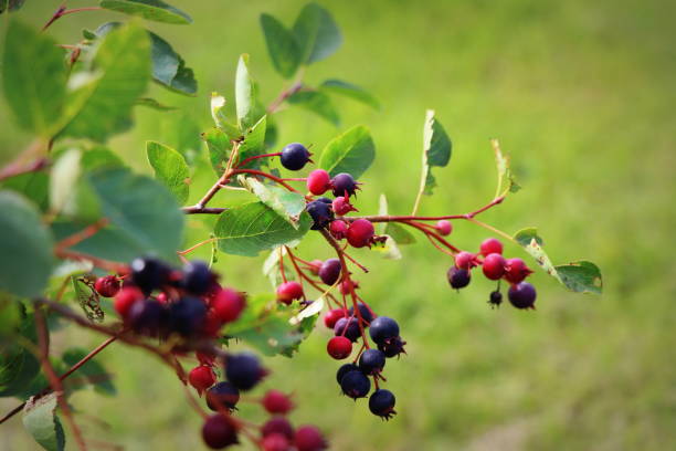 Saskatoon berry or Amelanhier , a genus of plants of the family Pink, Rosaceae, deciduous shrub. Berry brush on a background of leaves stock photo