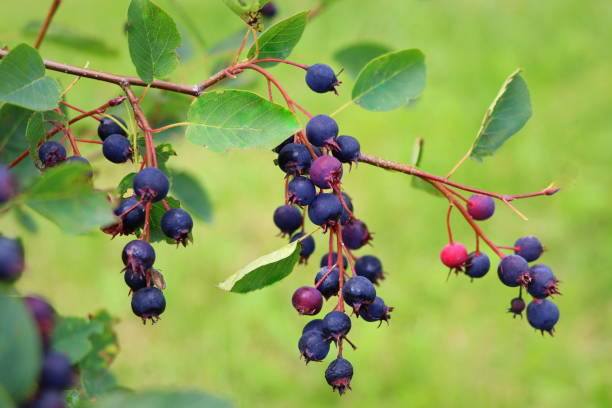 Saskatoon berry or Amelanhier , a genus of plants of the family Pink, Rosaceae, deciduous shrub. Berry brush on a background of leaves stock photo