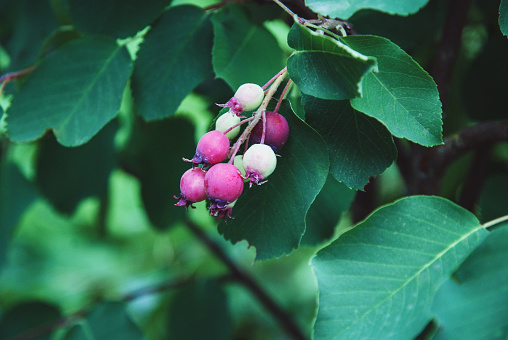 Saskatoon serviceberry fruit, Amelanchier alnifolia or shadberry ripening in the garden