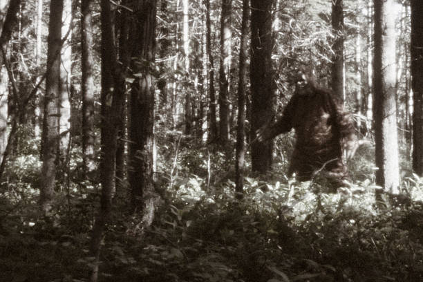 Sasquatch Sighting  monster fictional character photos stock pictures, royalty-free photos & images