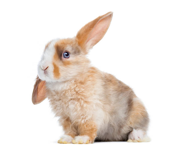 satin mini lop rabbit ear up, sitting isolated on white - dwarf rabbit bildbanksfoton och bilder