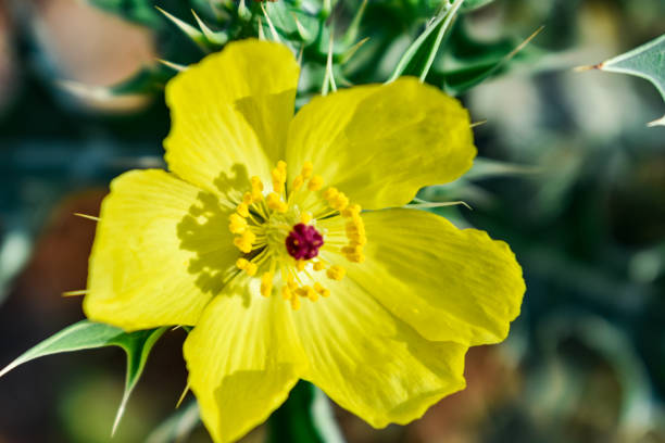 satyanashi or argemone mexicana prickle poppy yellow flowers close view in an indian village out fields. stock photo