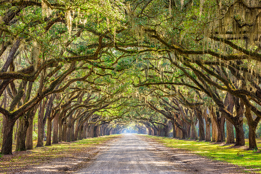 Savannah, Georgia, USA historic oak tree lined dirt road.