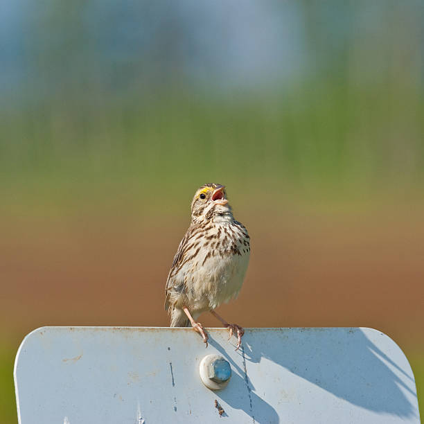 Savannah Sparrow Perched on a Sign The Savannah Sparrow (Passerculus sandwichensis) is a small American migratory songbird. One of the first specimens of this bird was collected in Savannah, Georgia, thus the name. This songbird has its breeding grounds in Alaska, Canada, northern, central and Pacific coastal United States, Mexico and Guatemala. The Pacific and Mexican birds are resident and other populations are migratory. They winter from the southern United States across Central America and the Caribbean to northern South America. The Savannah sparrow has a dark-streaked brown back and breast and white underparts. These sparrows forage on the ground for seeds and insects. This Savannah sparrow was photographed singing while perched on a sign at the Nisqually National Wildlife Refuge near Olympia, Washington State, USA. jeff goulden national wildlife refuge stock pictures, royalty-free photos & images