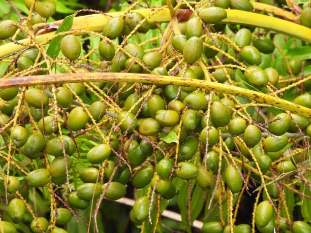 Saw Palmetto (Serenoa repens) green unripe berries stock photo