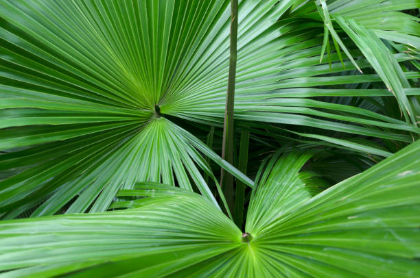 1,313 Saw Palmetto Stock Photos, Pictures & Royalty-Free Images - iStock