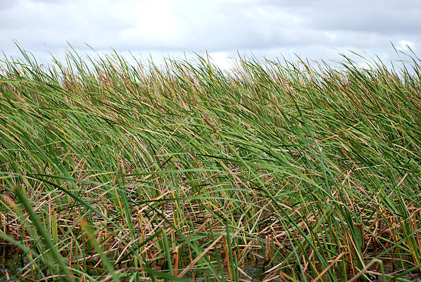 Sawgrass Sawgrass