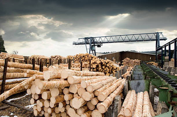 Sawmill Stacks of logs at sawmill (lumber mill) electric saw stock pictures, royalty-free photos & images