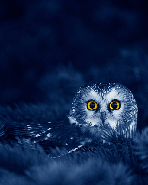 Saw-whet owl at night stock photo
