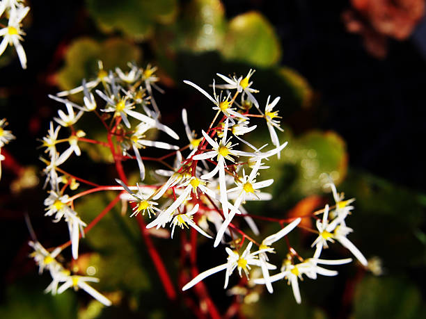 Saxifraga cortusifolia 'Rubrifolia' son. Saxifraga sertoina - stock photo