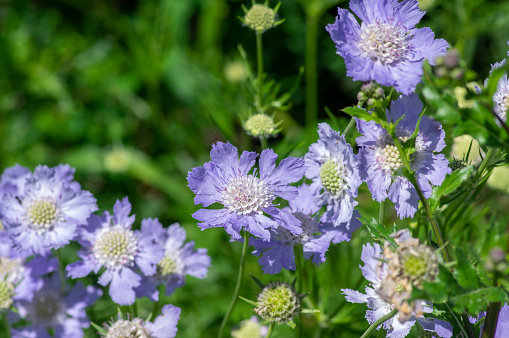 Scabiosa caucasica caucasian pincushion flowers in bloom, scabiosus flowering ornamental light bluebeautiful garden plant