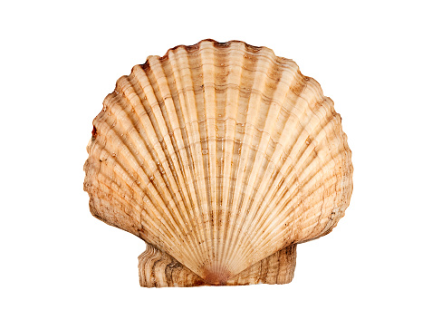 Big beautiful scallop isolated on white.