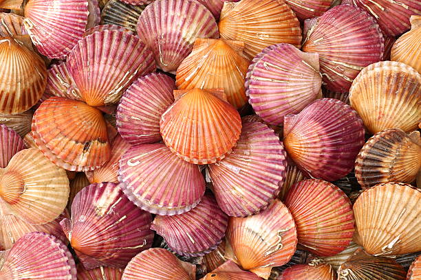 Afbeeldingsresultaat voor orange pink shells