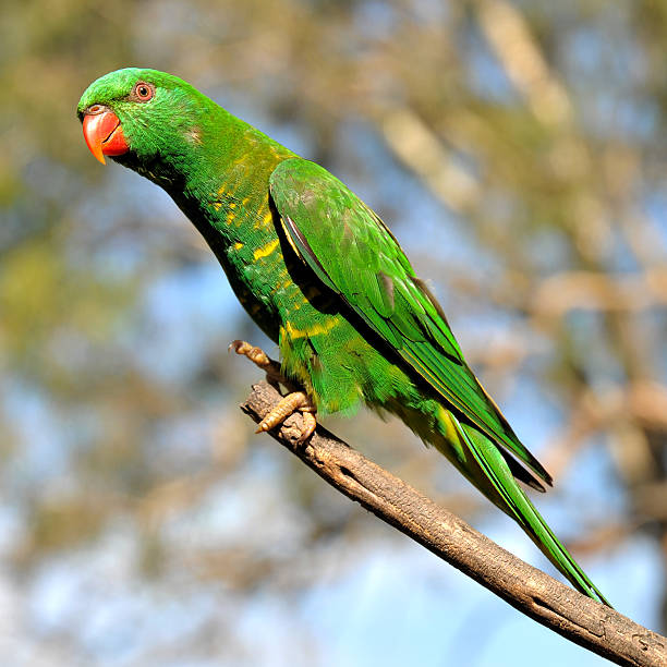 Scaly-breasted lorikeet stock photo