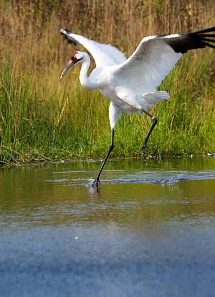 Scarce whooping crane in wetland setting. stock photo