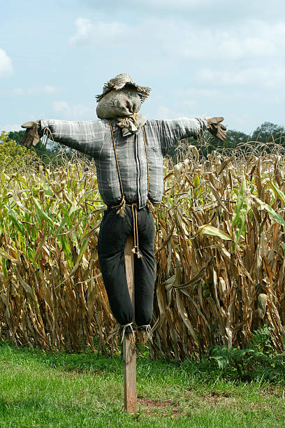 Royalty Free Scarecrow Pictures, Images and Stock Photos - iStock