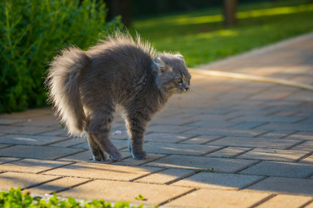 Scared or a bit angry cute little gray cat with his back sloped up high outside on a patio of a house. stock photo