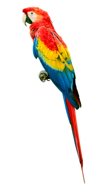 Scarlet macaw (Ara macao) parrot bird isolated on white background. Large, red, yellow and blue parrot stock photo