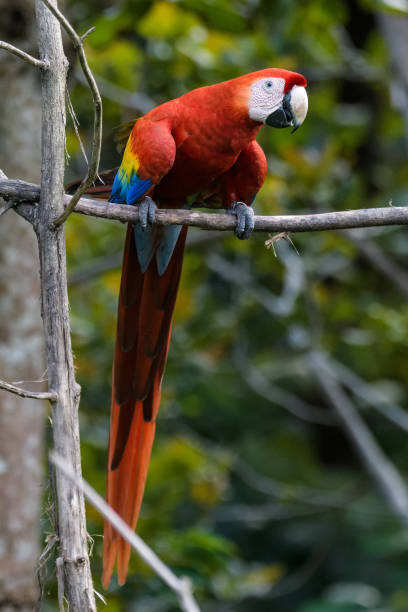 Scarlet macaw stock photo