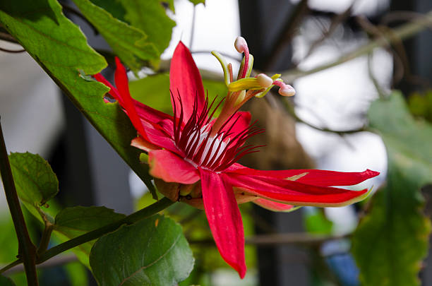 Scarlet Passion Flower stock photo